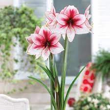 Breck S Temptation Galaxy Amaryllis Hippeastrum Bulb 1 Pack 05472 The Home Depot Amaryllis Amaryllis Flowers Blooming Amaryllis