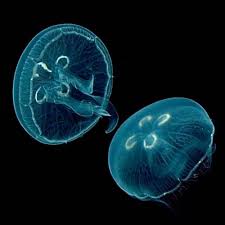 Our custom designed pet jellyfish holding tanks are also useful to keep planktonic aquatic animals, such as fish and crustacean larvae, which can sometimes be difficult to keep in captivity. Moon Jellyfish Jellyfish Warehouse