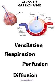 9 Facts About The Respiratory System Nursing Students Should Know Respiratory Care Respiratory Therapist Humor Nursing Students