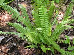 Image result for Asplenium cancellatum