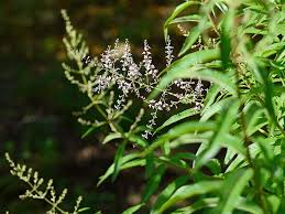 Image result for Aloysia citrodora