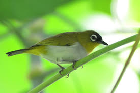 The specific epithet refers to the german ornithologists adolph nehrkorn. Nehrkorn Papaszemesmadar Wikipedia