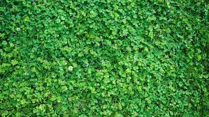 The best time to apply borax on your creeping charlie is during the spring season. How To Get Rid Of Creeping Charlie This Old House