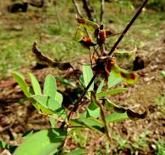 Image result for Grona ramosissima