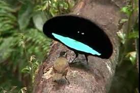 Bird Of Paradise Mating Dance Superb Bird Of Paradise In Its Mating Dance Birds Of Paradise Beautiful Birds Birds