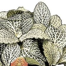 Pin On Over 400 Different Foliage Varieties