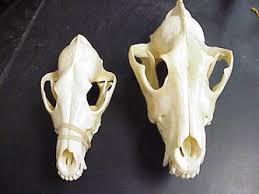 Racoon dog skull,cat skull,coypu skull,muskrat skull,fox skull,raccoon dog skull,mink no pull dog harness skull dog harness , adjustable tactical dog harness reflective oxford soft net. Wolf Skull