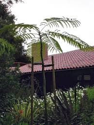 Image result for Schizolobium parahyba