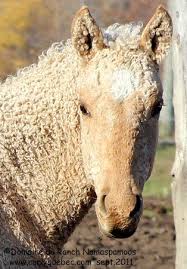 North American Bashkir Curly Foals Ranch Namaspamoos Unusual Horse Horses Pretty Horses