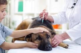 Where can i get dog vaccinations cheap. 7 Surefire Ways To Find Cheap Dog Shots Or Free Vaccinations