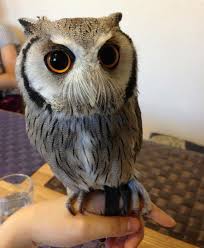 As a result they can be very aggressive. London Opens A Bar Where You Can Pet Owls Owl Beautiful Owl Animals