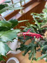 Omg this is my mother-in-laws Christmas cactus. We are visiting her in  Illinois right now and wants me too have it! I have several small ones at  home. Now I'm trying to