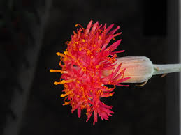Image result for Kleinia schweinfurthii