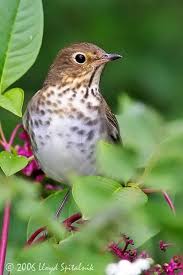 Backyard Birds Of Southern Illinois Swainson S Thrush One Of My Favs Backyard Birds Most Beautiful Birds Beautiful Birds