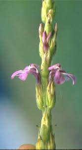 Image result for Striga bilabiata