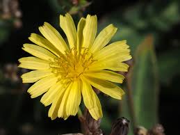 Image result for Launaea