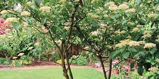 Use as an accent or to cover unattractive views. the pink flowers bloom in the late summer, but you can admire the multicolored bark and greenery during the growing months. 20 Tough Trees For Midwest Lawns Midwest Living
