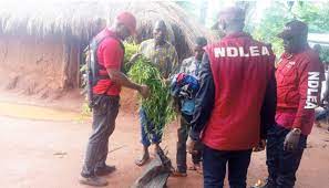 National drugs law enforcement agency, ndlea recruitment form, ndlea recruitment requirement, and everything you need to know about ndlea recruitment application form is here. Suspected Hoodlums Set Edo Ndlea Office Ablaze Cart Away Cannabis Businessday Ng