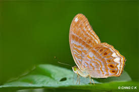 Image result for Arthropteris anniana