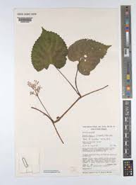 Image result for Scepocarpus