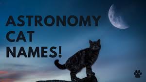 In the spirit of the season, some people like to select christmas themed cat names for their festive felines. Christmas Cat Names 28 Top Winter Ideas Names Youtube