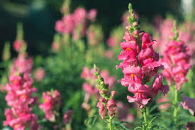 It is preferable to grow this flower under the sun and in a garden soil bed that is well drained. Winter Flowering Plants