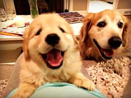 Adding A Second Golden Retriever To The Family