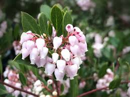 Image result for Manniophyton