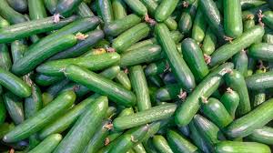 Image result for Cucumis cinereus