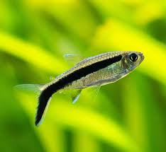 Image result for Tragia brevipes-benthamii-okanyu