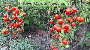Tomato (solanum lycopersicum) selalunya digunakan sebagai salad dan dalam masakan harian rakyat malaysia. Cara Terbaik Untuk Menyokong Tomato Tanaman Di Taman Sayuran Anda Tips Berguna Tukang Kebun Dan Tukang Kebun 2021