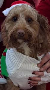 Bugzy Cowan 🎄 @aliciacowanx @jwm_96 #doggydaycare #doghotel  #boutiqueboarding #smalldogs #instadogsofliverpool #santapaws