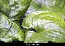 Image result for Cyanastrum