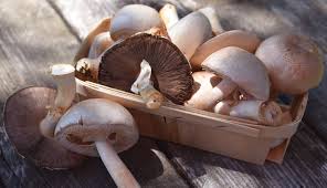 Before buying mushroom culture from a vendor, we'll practice cloning on store bought mushrooms. Grow Mushrooms On Compost For A Flavorful Feast Hobby Farms