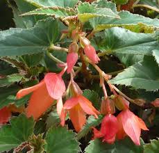 Image result for Begonia wollastonii