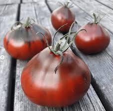 We did not find results for: Japanese Black Trifele Tomato Plant Gaia Organic Seeds