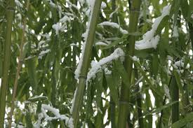 Hardy Bamboo Varieties Growing Cold Hardy Bamboo Plants Bamboo Plants Winter Plants Bamboo Garden