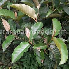 Image result for Harungana