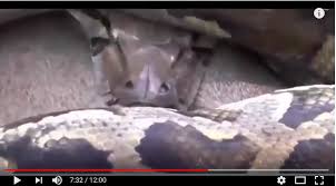 Fight for survival in the dangers of the wilderness as you. Watch Giant Anaconda Swallows Elephant Anaconda With Human Lion Python Crocodile Tiger Aldiplomasy