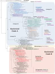 Image result for Trisetopsis
