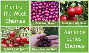We did not find results for: Plant Of The Week June 14 2012 Romance Series Cherries Bylands Nurseries Ltd