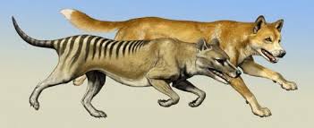 The adnyamathanha people knew the thylacine as the inarrukurli and it formed part of their oral tradition. Thylacine Hunting Behavior Case Of Crying Wolf News From Brown