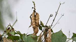Image result for Mucuna poggei