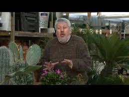 La question est de savoir comment tirer parti de ce que vous avez et trouvez des meubles que vous aimez et qui sont de qualité moyenne. Secrets De Jardin Les Cactus Youtube