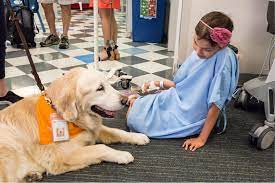Benefits Of A Therapy Dog | How They Are Different From An Esa