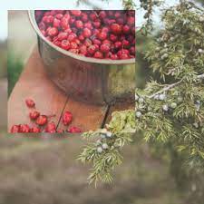 Which definitely does not qualify the citrus tree as an acid loving. Growing Acid Loving Fruits Edible Gardens Gardening Tips