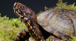 Your turtle will reside happily indoors in a cage or in an outdoor habitat. Box Turtle Pet Facts 22 Amazing Things About Box Turtles