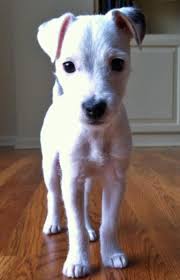 Black And White Jack Russell Terrier Lab Mix Zora The Jack Russell Terrier Jack Russell Terrier Jack Russell Jack Russell Dogs