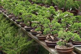 As roots are the lifeline of any plant, whenever you prune the roots it will stress out the plant. Juniper Bonsai For Sale Bonsaischule Wenddorf
