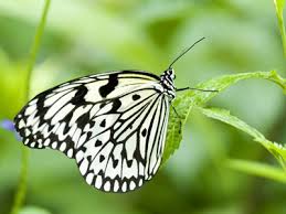 Kết quả hình ảnh cho bướm